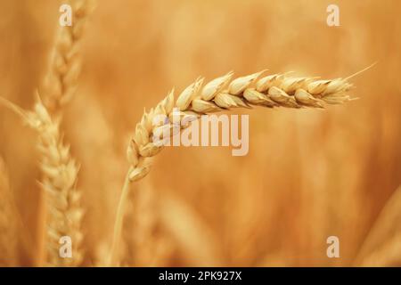 Primo piano di spighe isolate di mais in un campo maturo di grano prima del raccolto Foto Stock