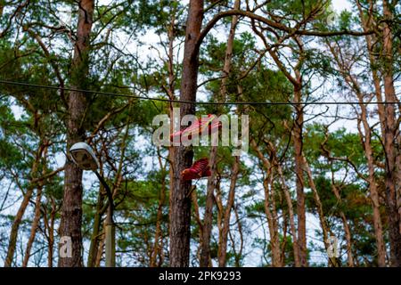 Le scarpe sportive sono appese su una linea telefonica di fronte a una foresta Foto Stock