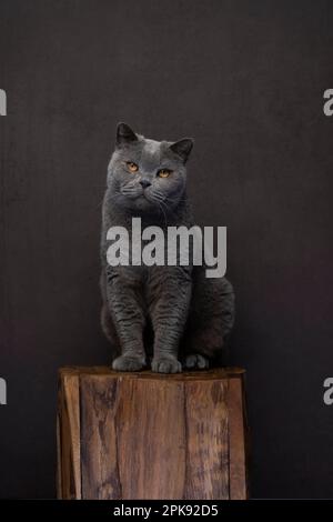 Gatto grigio britannico shorthair seduto su podest di legno, ritratto di fronte a sfondo marrone con spazio copia Foto Stock