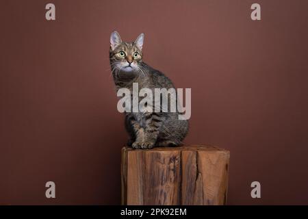 Gatto marrone tabby seduto su legno di fronte a sfondo marrone. Verticale con spazio di copia Foto Stock