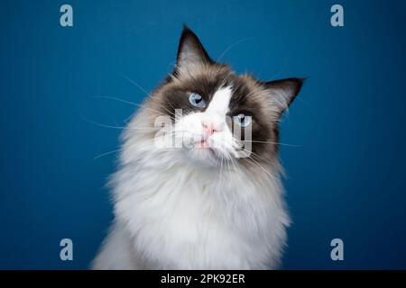 Ragdoll Cat con occhio blu che guarda la testa inclinabile della telecamera. Verticale su sfondo blu con spazio per la copia Foto Stock