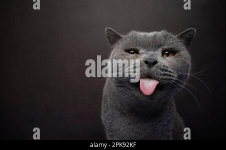 gatto britannico shorthair guardando naughty che esce lingua ritratto con spazio di copia Foto Stock