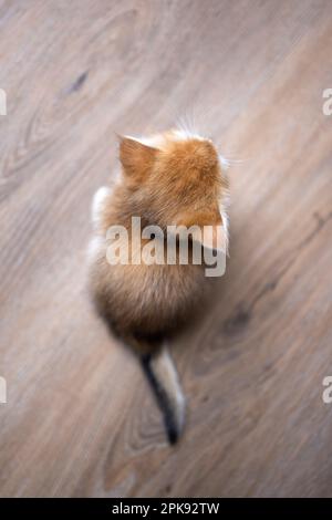 vista posteriore di un piccolo gattino shorthair britannico color oro seduto su pavimento in legno. vista ad angolo alto con spazio di copia Foto Stock