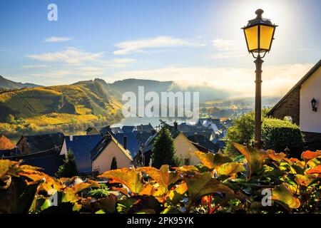 Alba da sogno sul circuito Mosel vicino a Brema. Foto autunnale dei vigneti gialli, bella luce al mattino. Foto Stock