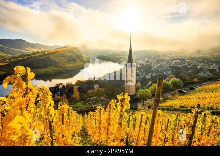 Splendida alba sul circuito Mosel vicino a Brema. Foto autunnale dei vigneti gialli, bella luce al mattino. Foto Stock