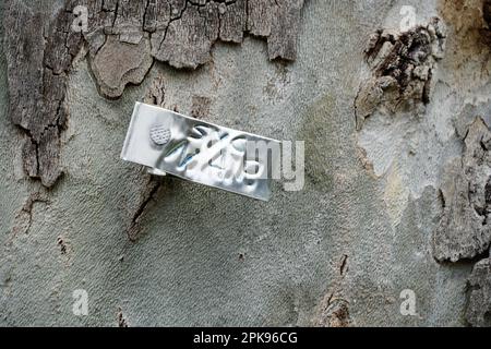 California Sycamore Tree Foto Stock