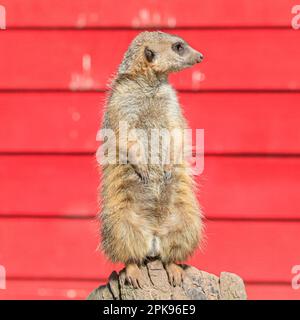 Meerkat (Suricata suricatta), adulto in piedi in posizione di sguardo, primo piano, su sfondo di legno rosso Foto Stock