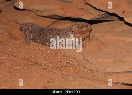 Tiliqua rugosa, più comunemente conosciuta come la lizzarda di bobtail, è una specie a coda corta, che si muove lentamente, di colore blu (genere ti Foto Stock