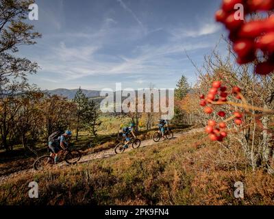 Mountain Biker su un unico percorso nel Vosges Alto. Pascolo montano vicino al Schratzmaennle e linea Kopf. Vista della cresta principale dei Vosgi. Foto Stock