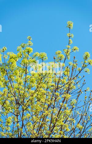 Italia, Lombardia, Norvegia Acero, Acer platanoides, fioritura Foto Stock