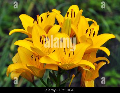 I gigli fioriscono in un letto di fiori nel giardino Foto Stock