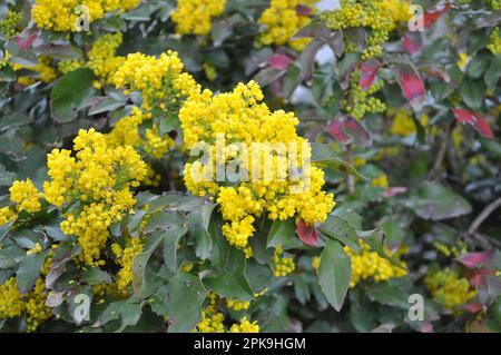 L'arbusto sempreverde Mahonia aquifolium è usato per il paesaggio Foto Stock