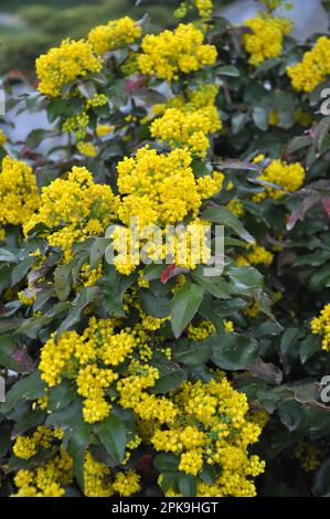 L'arbusto sempreverde Mahonia aquifolium è usato per il paesaggio Foto Stock