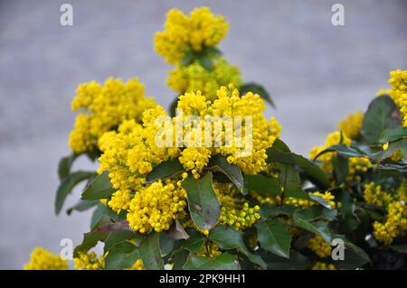 L'arbusto sempreverde Mahonia aquifolium è usato per il paesaggio Foto Stock