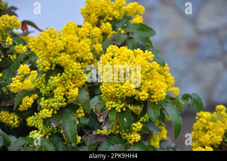 L'arbusto sempreverde Mahonia aquifolium è usato per il paesaggio Foto Stock