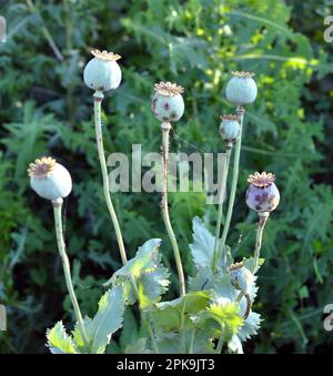 Papavero con le teste verdi cresce nel giardino. Foto Stock