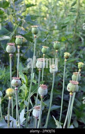 Papavero con le teste verdi cresce nel giardino. Foto Stock