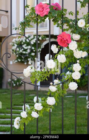 Bella rosa fioritura cespuglio arrampicata su recinzione di metallo all'aperto Foto Stock