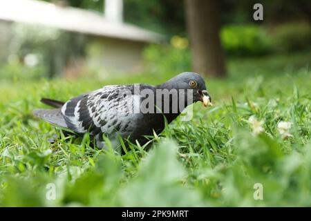 Bella colomba grigia mangiare pane grumo su erba verde all'aperto Foto Stock