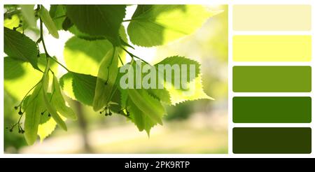 Tavolozza di colori adatta alla foto di albero con foglie verdi fresche all'aperto nella giornata di sole, primo piano Foto Stock