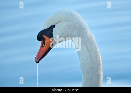 Europa, Germania, Assia, Kurhessen Waldeck, Parco Nazionale di Kellerwald-Edersee, Disattiva Swan (Cygnus olor), Ritratto Foto Stock