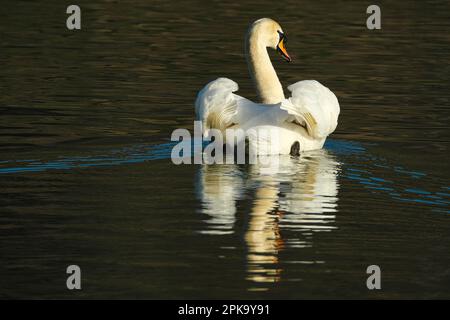 Europa, Germania, Assia, Kurhessen Waldeck, Parco Nazionale di Kellerwald-Edersee, Disattivazione audio Swan (Cygnus olor) Foto Stock