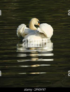 Europa, Germania, Assia, Kurhessen Waldeck, Parco Nazionale di Kellerwald-Edersee, Disattivazione audio Swan (Cygnus olor) Foto Stock