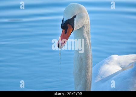 Europa, Germania, Assia, Kurhessen Waldeck, Parco Nazionale di Kellerwald-Edersee, Disattiva Swan (Cygnus olor), Ritratto Foto Stock