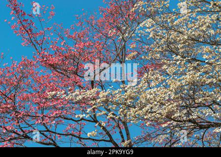 Scatto orizzontale di Dogwoods bianco e rosa contro un cielo di Springtime blu chiaro. Foto Stock