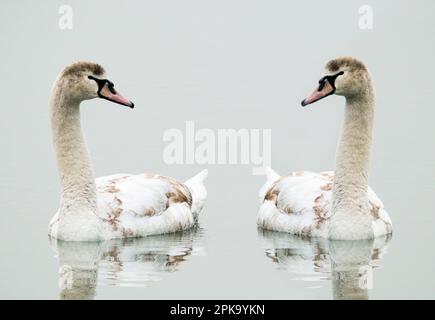 Europa, Germania, Assia, Kurhessen Waldeck, Parco Nazionale di Kellerwald-Edersee, Muto cigni (Cygnus olor), due giovani cigni Foto Stock