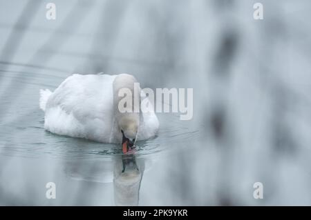 Europa, Germania, Assia, Kurhessen Waldeck, Parco Nazionale di Kellerwald-Edersee, Mute Swan (Cygnus olor), dabbling Foto Stock