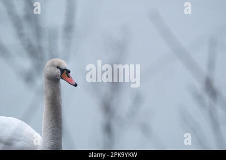 Europa, Germania, Assia, Kurhessen Waldeck, Parco Nazionale di Kellerwald-Edersee, Disattiva Swan (Cygnus olor), Ritratto Foto Stock