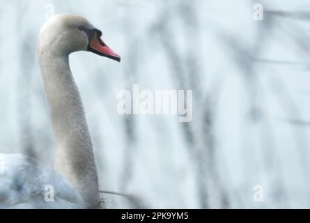 Europa, Germania, Assia, Kurhessen Waldeck, Parco Nazionale di Kellerwald-Edersee, Disattiva Swan (Cygnus olor), Ritratto Foto Stock