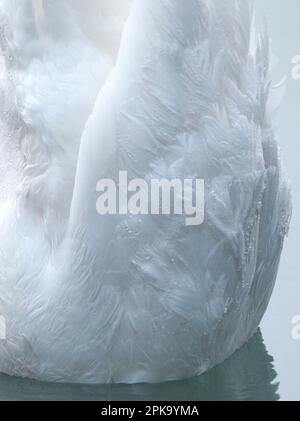 Europa, Germania, Assia, Kurhessen Waldeck, Parco Nazionale di Kellerwald-Edersee, Mute Swan (Cygnus olor), dabbling Foto Stock