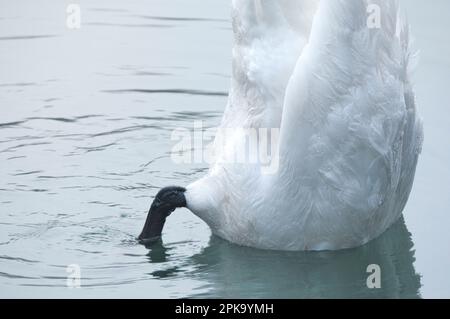 Europa, Germania, Assia, Kurhessen Waldeck, Parco Nazionale di Kellerwald-Edersee, Mute Swan (Cygnus olor), dabbling Foto Stock