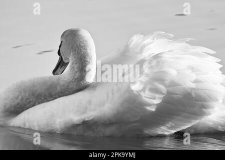 Europa, Germania, Assia, Kurhessen-Waldeck, Parco Nazionale di Kellerwald-Edersee, Disattivazione audio Swan (Cygnus olor) Foto Stock