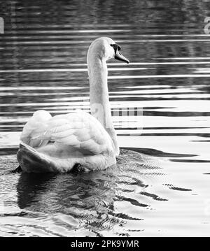 Europa, Germania, Assia, Kurhessen-Waldeck, Parco Nazionale di Kellerwald-Edersee, Disattivazione audio Swan (Cygnus olor) Foto Stock