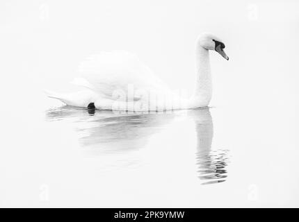 Europa, Germania, Assia, Kurhessen-Waldeck, Parco Nazionale di Kellerwald-Edersee, Disattivazione audio Swan (Cygnus olor) Foto Stock