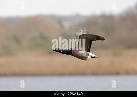 Brent Goose in volo RSPB Titchwell Norfolk UK Foto Stock