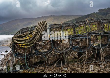 Cestini di aragosta, Scozia, Regno Unito, Europa Foto Stock