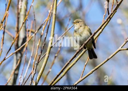 chiffchaff comune (Phylloscopus collybita) arroccato in cespuglio / arbusto e invocando in primavera Foto Stock