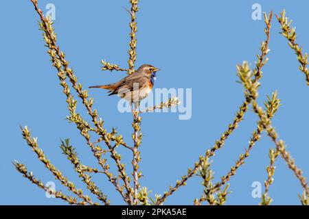 Bluegola bianca (Luscinia svecica cyanecula) chiamata maschio / canto da cespuglio / arbusto in palude in primavera Foto Stock