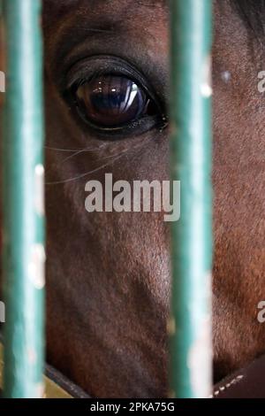 29.05.2022, Germania, Sassonia, Graditz - Un cavallo guarda attraverso le sbarre del suo stallo. 00S220529D269CAROEX.JPG [VERSIONE DEL MODELLO: NON APPLICABILE, PROPRIETÀ R Foto Stock