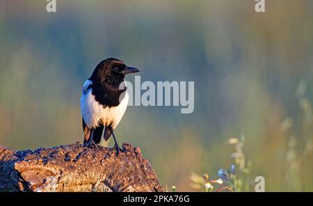 magpie (Pica picai) arroccato su un tronco di albero, Castilla-la Mancha, Spagna Foto Stock