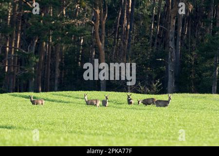 Cervi nel campo Foto Stock