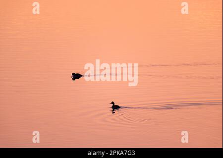 Atmosfera serale al Lac du Temple, uccelli che nuotano sul lago, la retroilluminazione al tramonto, Parco Naturale Foret d'Orient, Champagne, Francia, Grand Est Foto Stock