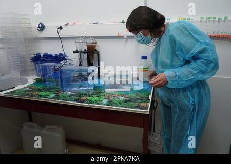 Studio sulle infezioni opportunistiche con il complesso Burkholderia cepacia utilizzando embrioni di pesce Zebra. Foto Stock