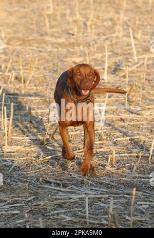 23.08.2022, Germania, Renania-Palatinato, Ingelheim - cane della razza Magyar Vizsla che attraversa un campo di stoppie. 00S220823D165CAROEX.JPG [MODELLO R Foto Stock