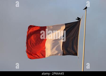 Corvi neri in un parco a Parigi, Ile de France, Francia. Foto Stock