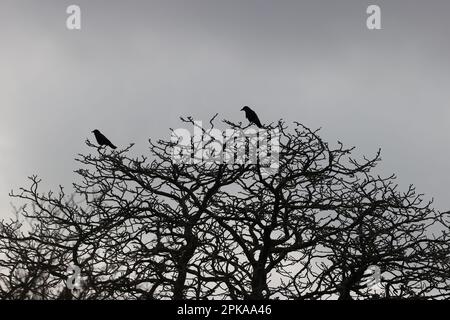 Corvi neri in un parco a Parigi, Ile de France, Francia. Foto Stock